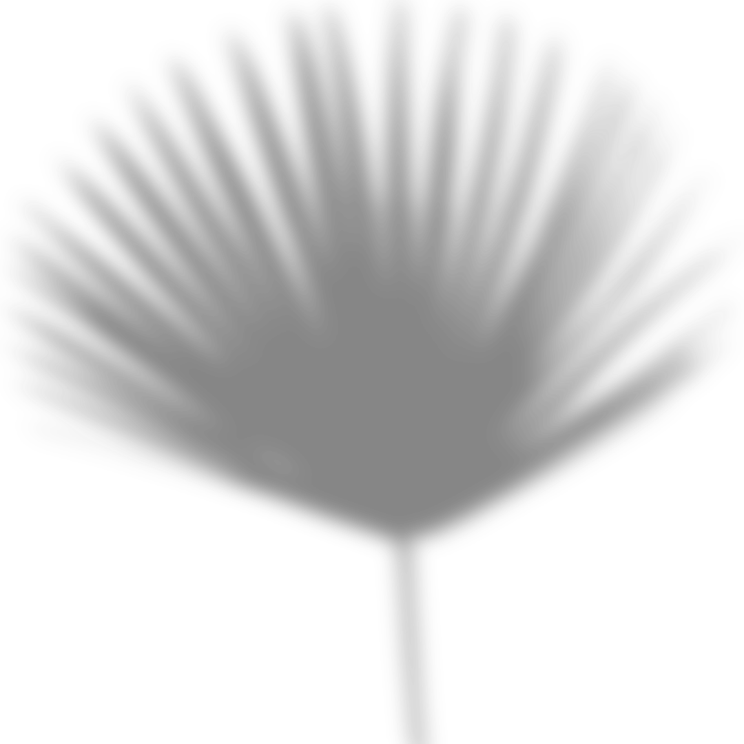 Blurred Big Fan Palm Shadow